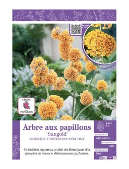 BUDDLEJA X WEYERIANA SUNGOLD voir ARBRE AUX PAPILLONS