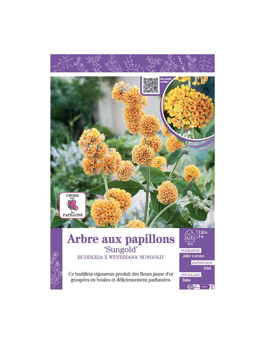 BUDDLEJA X WEYERIANA SUNGOLD voir ARBRE AUX PAPILLONS
