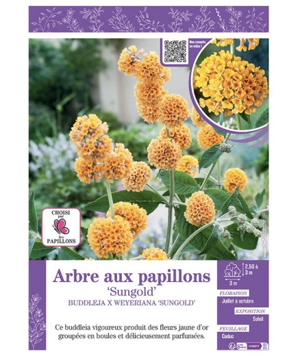 BUDDLEJA X WEYERIANA SUNGOLD voir ARBRE AUX PAPILLONS