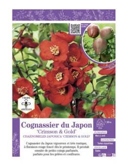 CHAENOMELES JAPONICA CRIMSON AND GOLD voir COGNASSIER DU JAPON