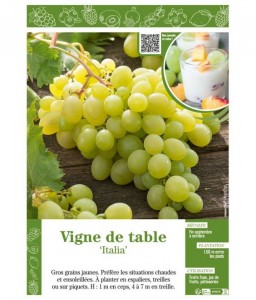 VIGNE DE TABLE ITALIA