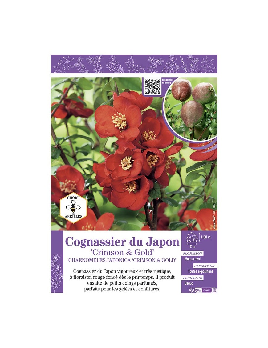 CHAENOMELES JAPONICA CRIMSON AND GOLD voir COGNASSIER DU JAPON