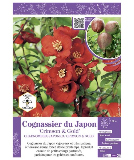 CHAENOMELES JAPONICA CRIMSON AND GOLD voir COGNASSIER DU JAPON