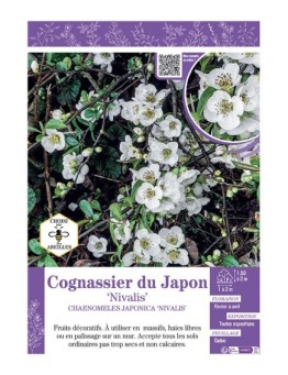 CHAENOMELES JAPONICA NIVALIS voir COGNASSIER DU JAPON