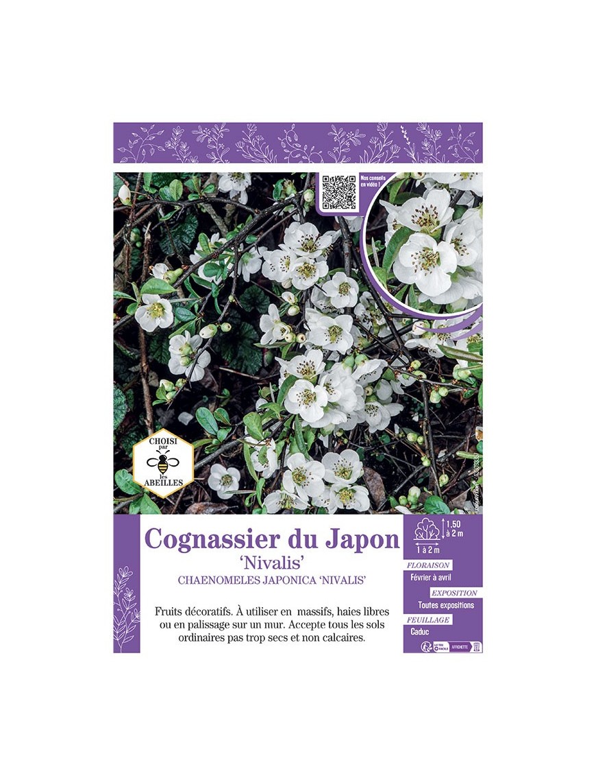 CHAENOMELES JAPONICA NIVALIS voir COGNASSIER DU JAPON