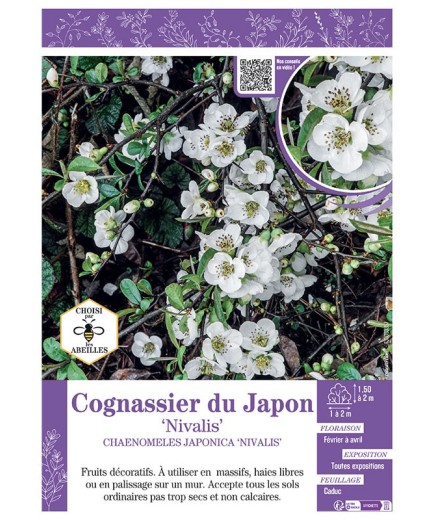 CHAENOMELES JAPONICA NIVALIS voir COGNASSIER DU JAPON