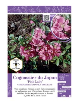 CHAENOMELES JAPONICA PINK LADY voir COGNASSIER DU JAPON