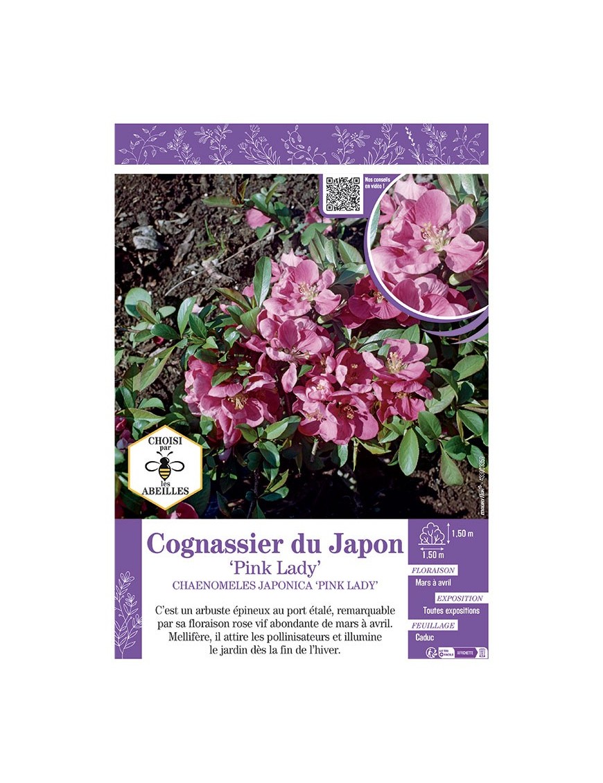 CHAENOMELES JAPONICA PINK LADY voir COGNASSIER DU JAPON