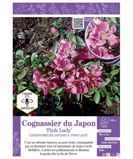 CHAENOMELES JAPONICA PINK LADY voir COGNASSIER DU JAPON