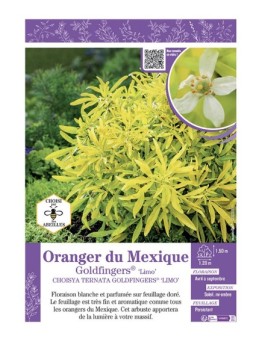CHOISYA TERNATA GOLDFINGERS® 'limo' voir ORANGER DU MEXIQUE