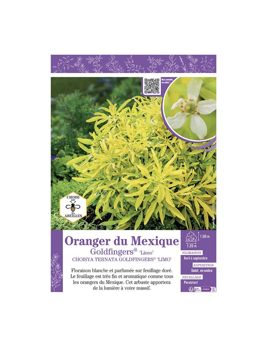 CHOISYA TERNATA GOLDFINGERS® 'limo' voir ORANGER DU MEXIQUE