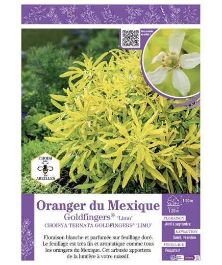 CHOISYA TERNATA GOLDFINGERS® 'limo' voir ORANGER DU MEXIQUE