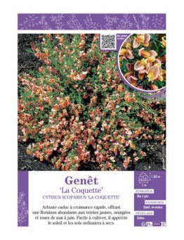 CYTISUS SCOPARIUS LA COQUETTE voir GENÊT