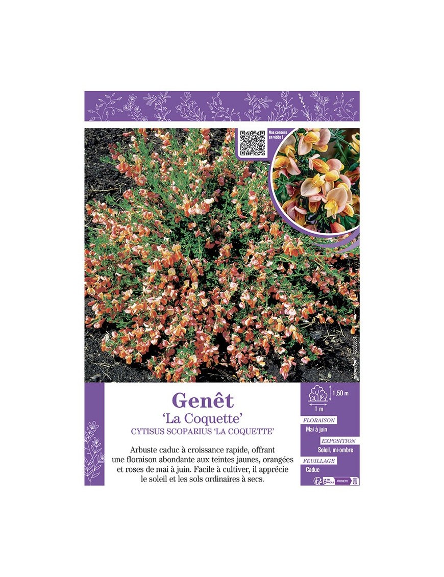 CYTISUS SCOPARIUS LA COQUETTE voir GENÊT