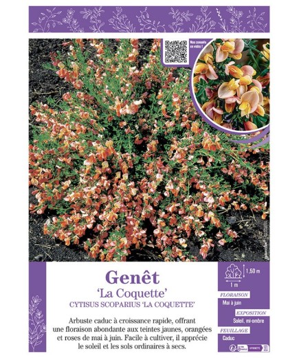CYTISUS SCOPARIUS LA COQUETTE voir GENÊT