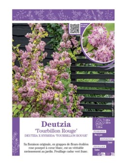 DEUTZIA X HYBRIDA TOURBILLON ROUGE