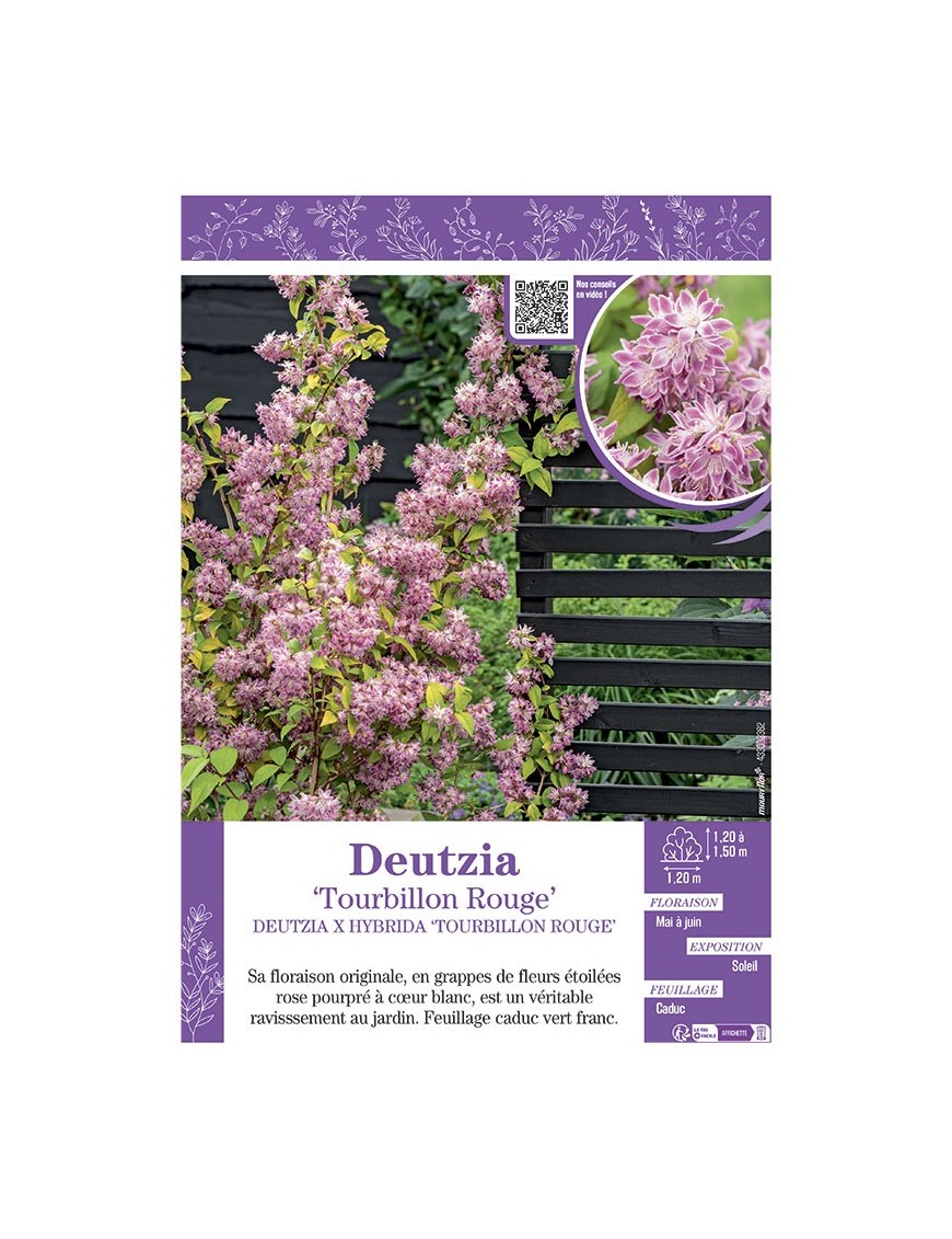 DEUTZIA X HYBRIDA TOURBILLON ROUGE