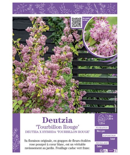DEUTZIA X HYBRIDA TOURBILLON ROUGE