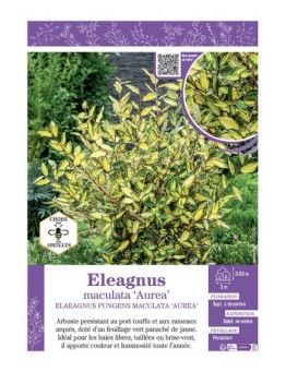 ELAEAGNUS MACULATA AUREA