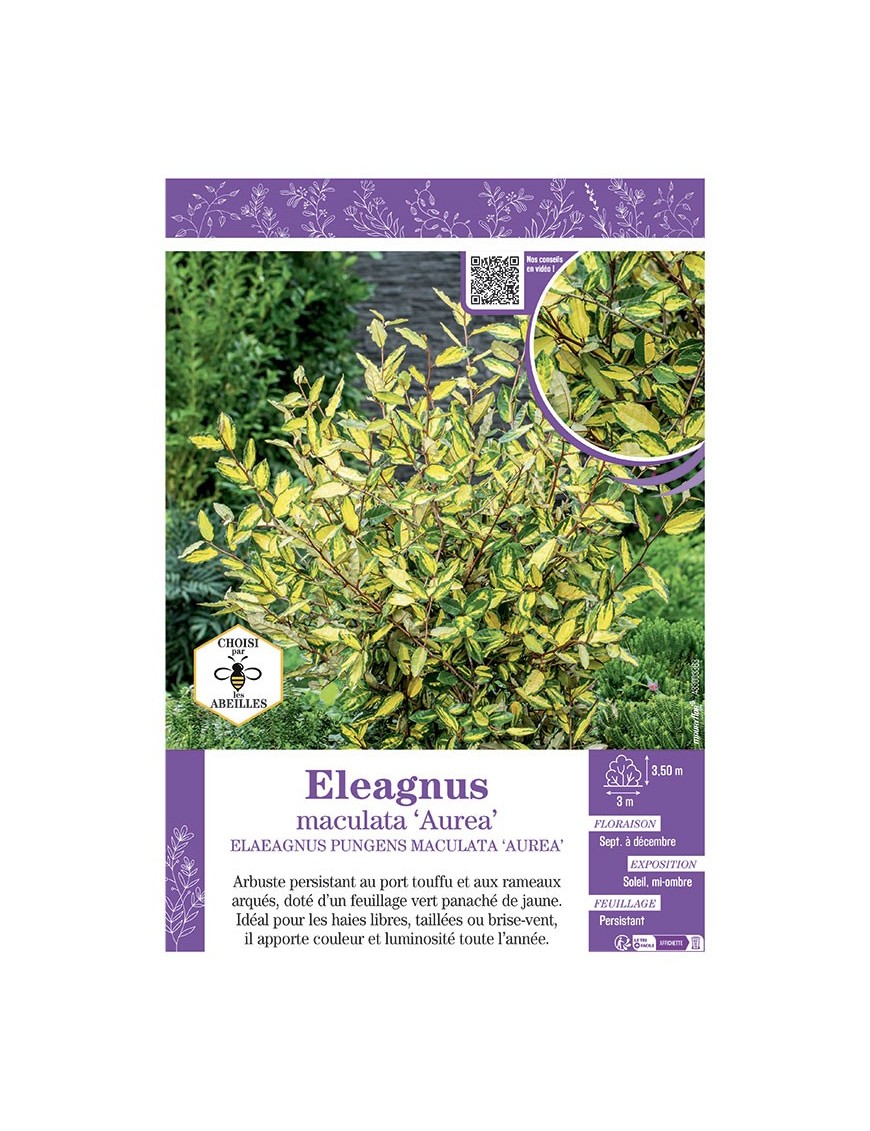 ELAEAGNUS MACULATA AUREA