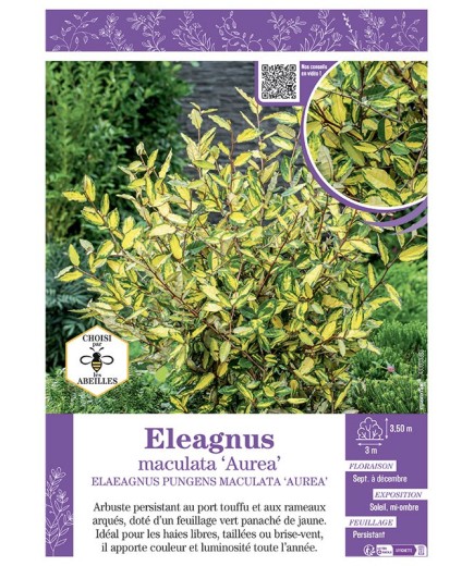 ELAEAGNUS MACULATA AUREA