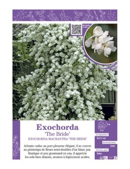EXOCHORDA macrantha THE BRIDE
