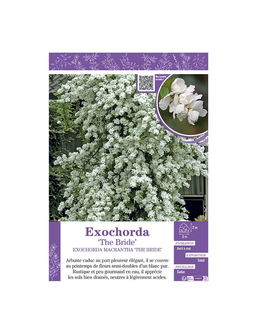 EXOCHORDA macrantha THE BRIDE
