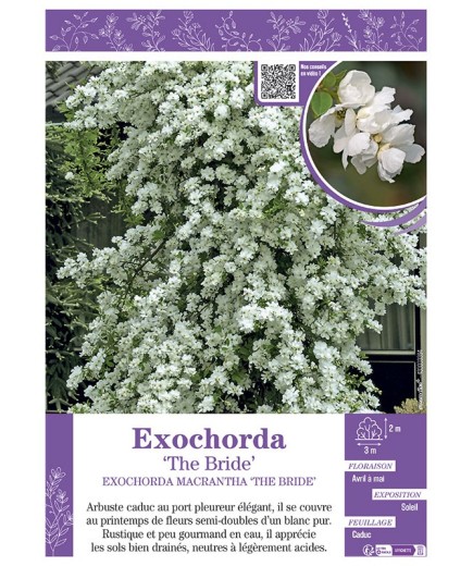 EXOCHORDA macrantha THE BRIDE