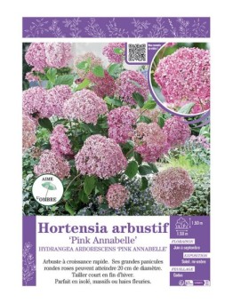 HYDRANGEA ARBORESCENS PINK ANNABELLE  voir Hortensia arbustif
