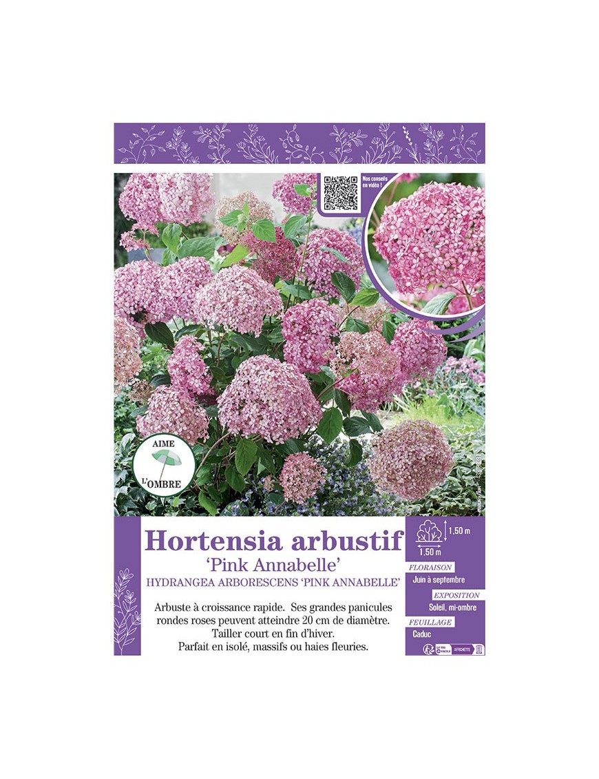 HYDRANGEA ARBORESCENS PINK ANNABELLE  voir Hortensia arbustif