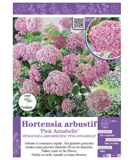 HYDRANGEA ARBORESCENS PINK ANNABELLE  voir Hortensia arbustif
