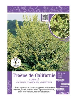 LIGUSTRUM OVALIFOLIUM ARGENTEUM voir Troène de Californie argenté