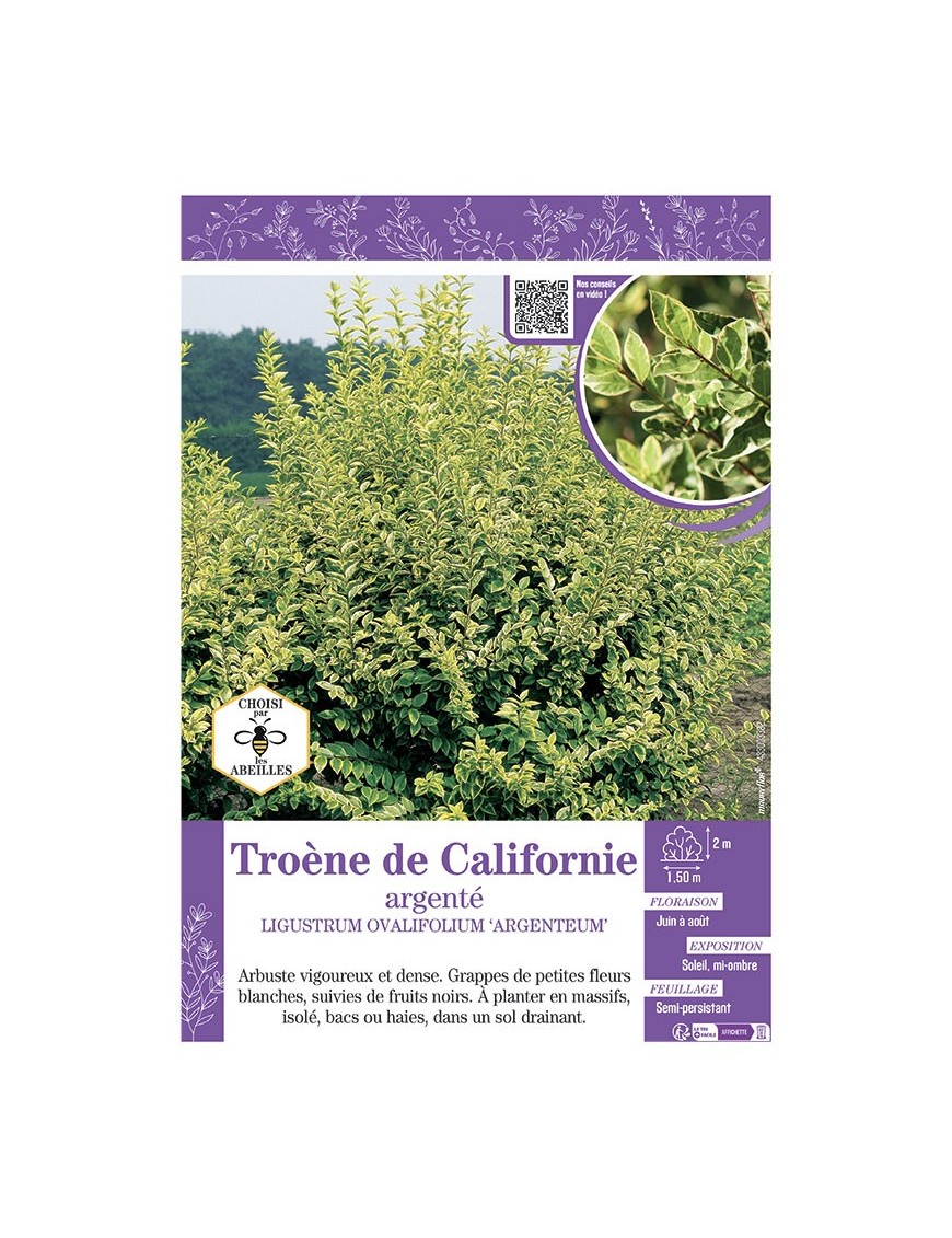 LIGUSTRUM OVALIFOLIUM ARGENTEUM voir Troène de Californie argenté