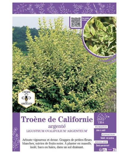 LIGUSTRUM OVALIFOLIUM ARGENTEUM voir Troène de Californie argenté