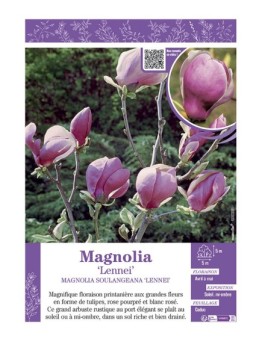 MAGNOLIA X SOULANGEANA LENNEI