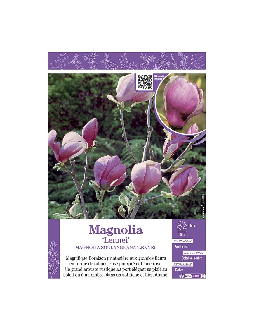 MAGNOLIA X SOULANGEANA LENNEI