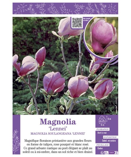 MAGNOLIA X SOULANGEANA LENNEI