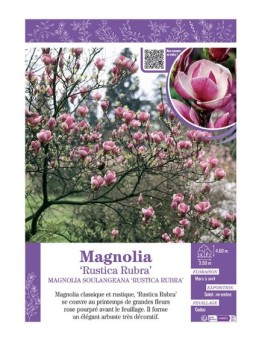 MAGNOLIA X SOULANGEANA RUSTICA RUBRA