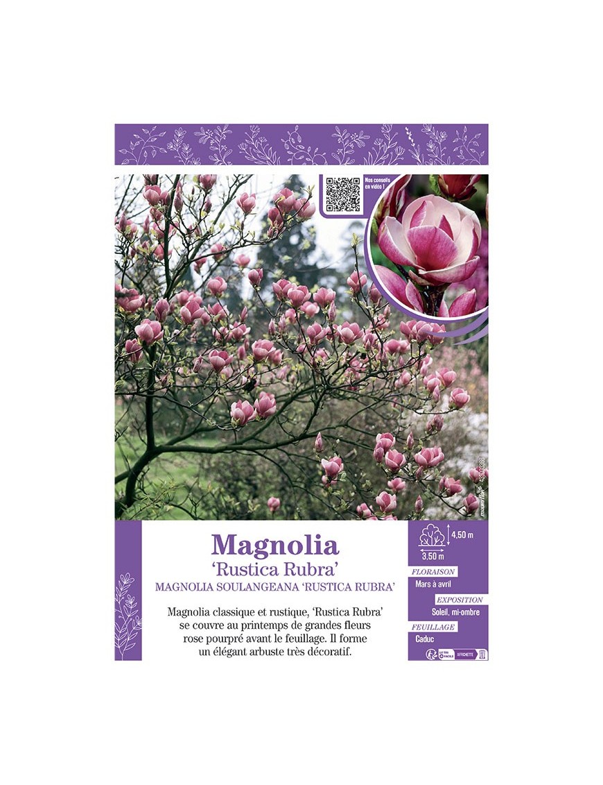 MAGNOLIA X SOULANGEANA RUSTICA RUBRA
