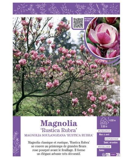 MAGNOLIA X SOULANGEANA RUSTICA RUBRA