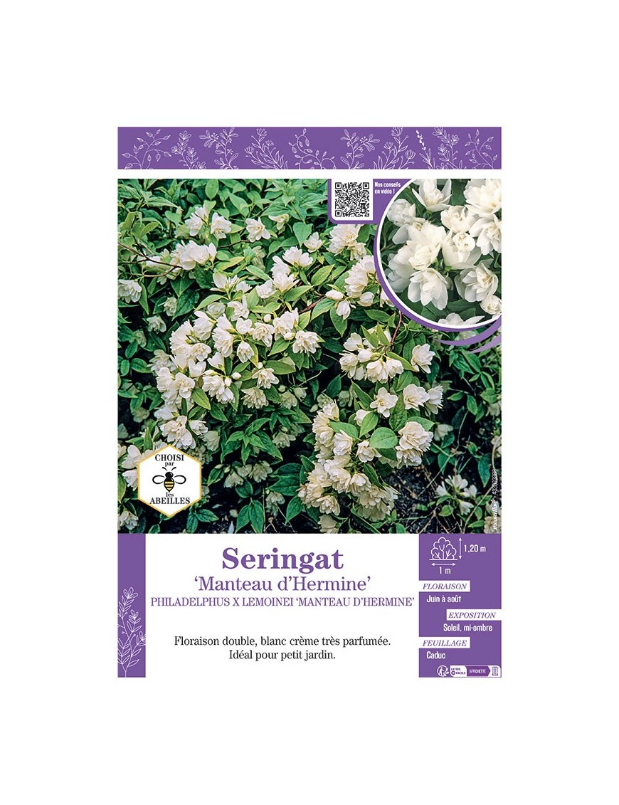 PHILADELPHUS MANTEAU D'HERMINE voir SERINGAT