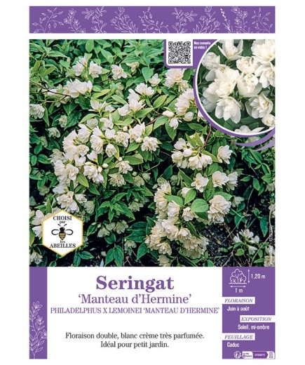 PHILADELPHUS MANTEAU D'HERMINE voir SERINGAT