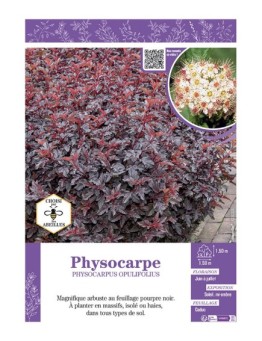 PHYSOCARPUS OPULIFOLIUS voir PHYSOCARPE