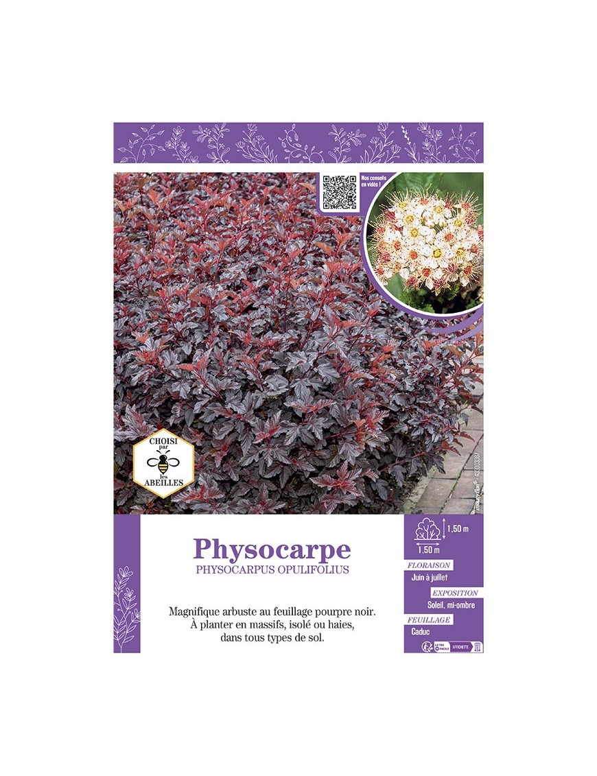 PHYSOCARPUS OPULIFOLIUS voir PHYSOCARPE
