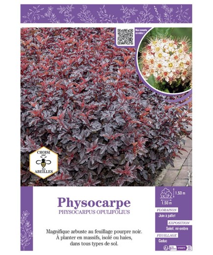 PHYSOCARPUS OPULIFOLIUS voir PHYSOCARPE