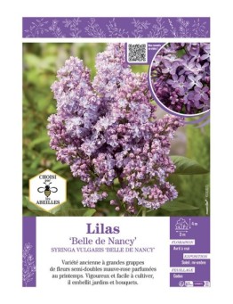 SYRINGA VULGARIS BELLE DE NANCY voir LILAS