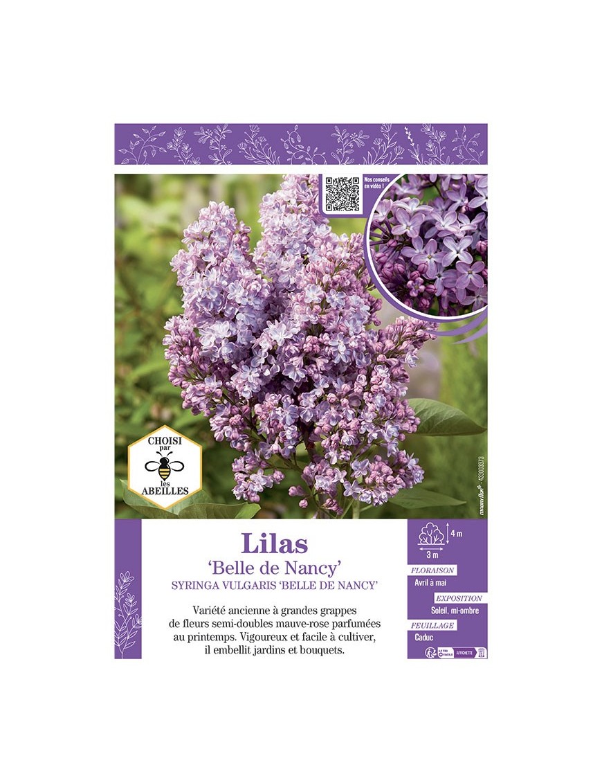 SYRINGA VULGARIS BELLE DE NANCY voir LILAS