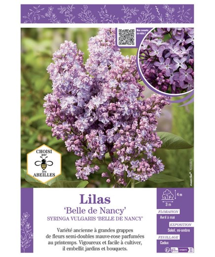 SYRINGA VULGARIS BELLE DE NANCY voir LILAS