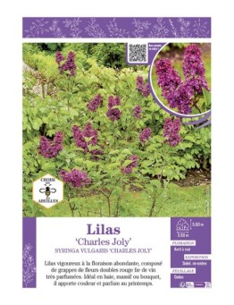 SYRINGA VULGARIS CHARLES JOLY voir LILAS