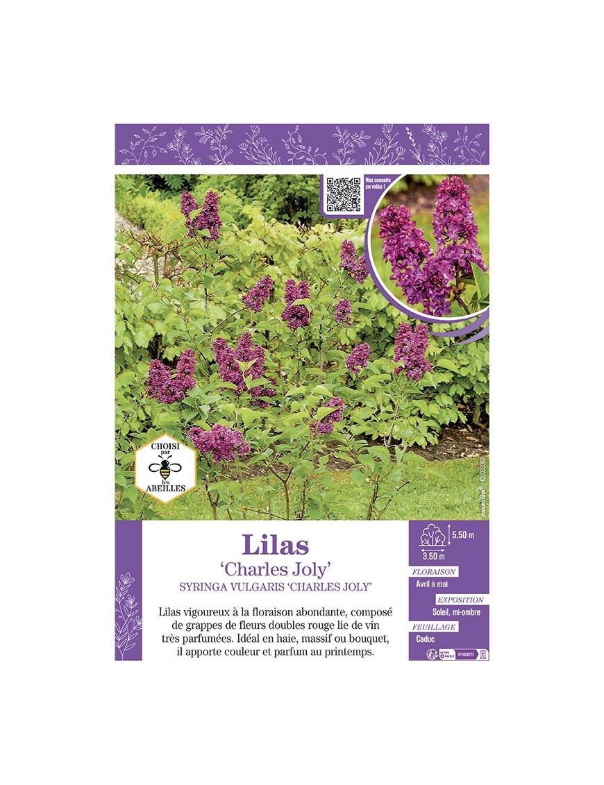 SYRINGA VULGARIS CHARLES JOLY voir LILAS